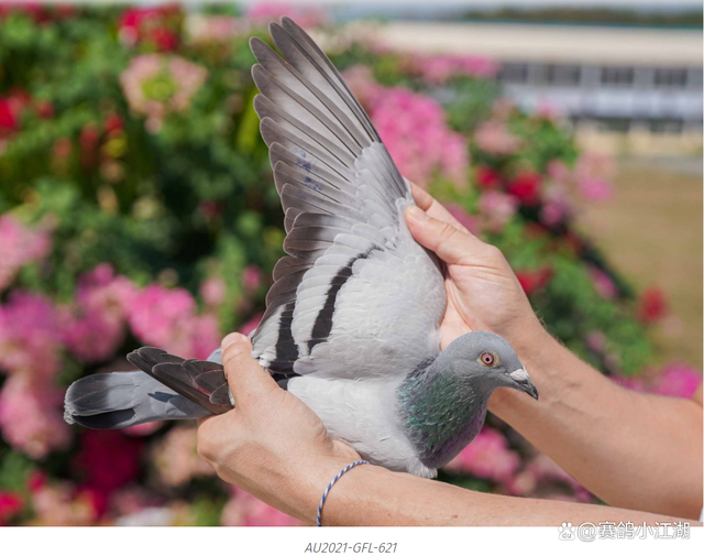 泰国队横扫德国队,辛杜扛起全队的简单介绍 泰国队横扫德国队,辛杜扛起全队的简单介绍